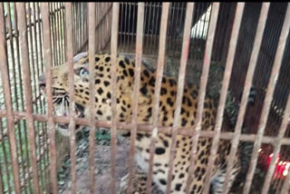 A leopard caged in Dibrugarh