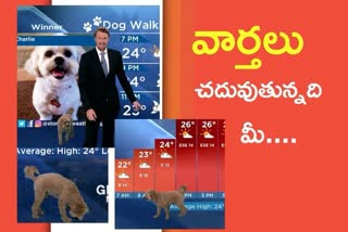 dog in news show