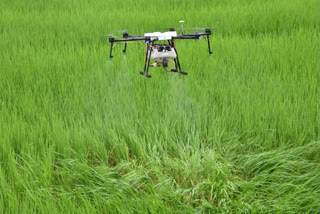 Demonstration of spraying insecticide in jharkhand by drone in Birsa Agricultural University