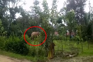 Elephant enters a village in hassan district