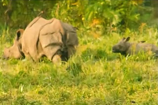 Kaziranga National Park