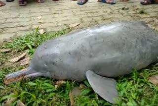 two-river-dolphin-died-in-kolohi-river