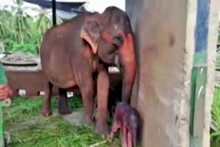 Sri Lanka Reports Rare Birth Of Elephant Twins