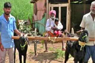 A chikodi farmer driving a goat cart