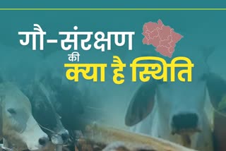 status-of-cow-protection-in-uttarakhand-after-the-suggestion-of-allahabad-high-court-regarding-cow