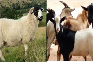 people focusing on Sheep-goat rearing