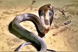 cobra snake entered  house