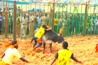 Jallikattu