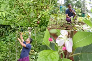 miracle farm in valiya thovala cultivates apple of 13 varieties  വിജയം കൊയ്‌ത് മിറാക്കിൾ ഫാം  മിറാക്കിൾ ഫാം  ആപ്പിൾ കൃഷി  വട്ടവട  കാന്തല്ലൂർ  കട്ടപ്പന വലിയ തോവാള