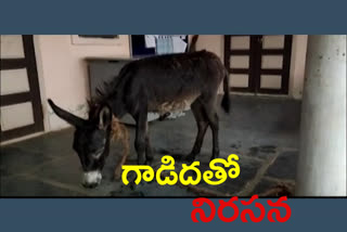 protest with donkey in yerrabalem in guntur district