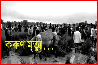 wild elephant death at rani