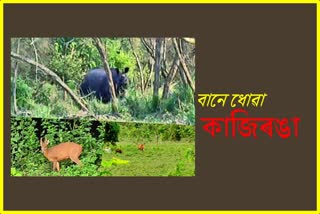 animals-of-kaziranga-national-park-are-going-to-karbi-hills