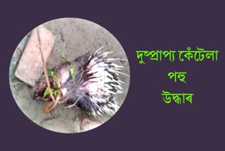 porcupine recovered at bhurbandha