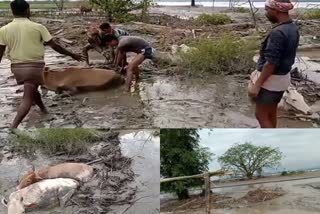 Livestock affected in jonai flood etv bharat assam news