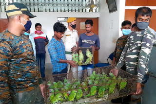 forest department rescue 55 parrots near Siliguri