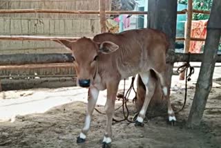 cow-thief-cycle-active-in-chandrapur-taking-advantage-of-floods