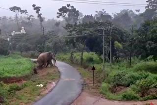 elephant-attack-in-ramanagara
