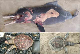 Rare Dolphin fish and Sea turtle died