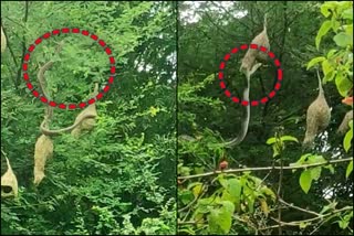 A cobra attack on sparrow nest