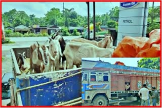 goat laden truck seized in rangia