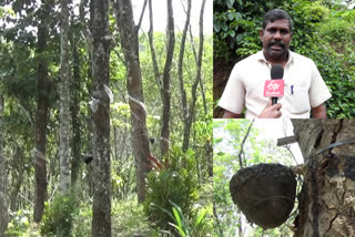 Rubber price hike gives hope to farmers  Rubber price hike  കർഷകർക്ക് പ്രതീക്ഷ നൽകി വിലവർധനവ്  കർഷകർക്ക് പ്രതീക്ഷ നൽകി റബ്ബര്‍ വിലവർധനവ്  റബ്ബര്‍ കൃഷി  പ്രതീക്ഷ നൽകി റബ്ബര്‍ കൃഷി  റബ്ബര്‍  റബ്ബര്‍ വിലവർധനവ്  ടാപ്പിങ്  റബ്ബര്‍ ടാപ്പിങ്