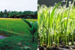 plan-to-implement-the-green-tamil-nadu-project-in-five-years