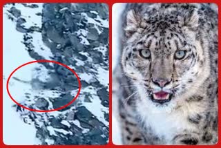 snow leopard viral video