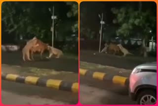 Lion Attack on Cow