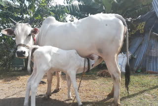 Know importance of cow