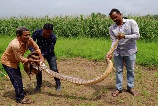 10 feet long python, Rajasthan News