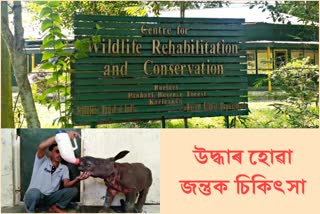 flood-in-kaziranga-treatment-of-rescued-animals-continues