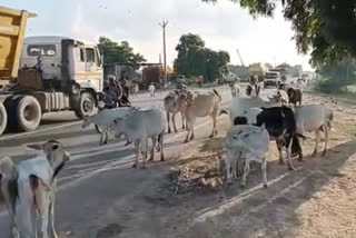 गाय को राष्ट्रीय पशु घोषित करने से बदलेंगे हालात?