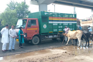 South MCD launched a campaign against the animals roaming in the road