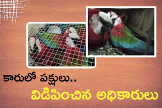 green wing makav species birds are seized at bv palem in nellore