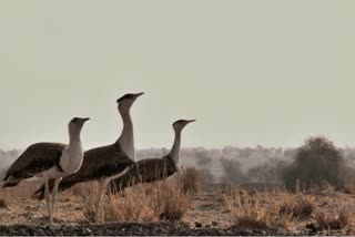 ग्रेट इंडियन बस्टर्ड