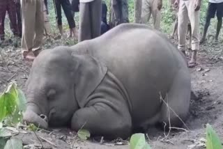 Elephant death