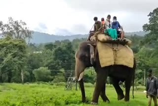 ooty elephant ride