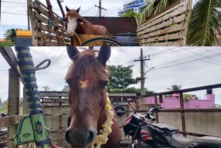 avadi horse race