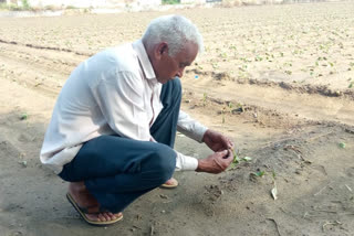 Cabbage crop was ruined due to rain in delhi