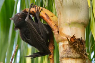 nipah virus inkozhikode  12-year-old dies of Nipah virus  Nipah infection in kerala  നിപയുടെ ഉറവിടം  രോഗ ഉറവിടം അറിയേണ്ടത് നിർണായകം