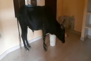 Dholpur News, bull entered in house in Dholpur