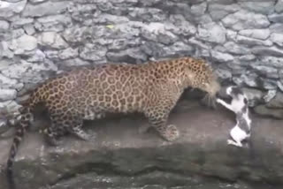 When leopard and cat fight after getting trapped inside well