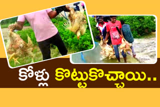 instead-of-fish-the-chickens-swarmed-in-chinthaluru-in-nizamabad-district