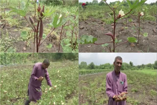 bhopal farmer grows red ladyfinge