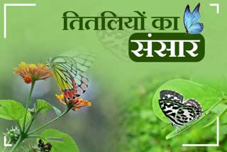 butterflies world in Jim Corbett National Park