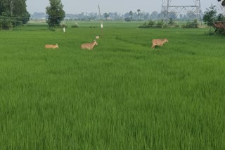 nilgai destroying crops in field