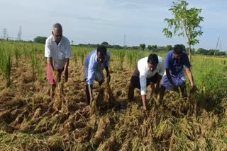 30 acres of crops destroyed due to water in irrigation canal