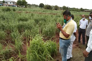 sangali rain