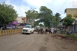 guardian minister convoy