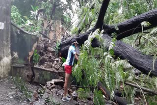 One hundred fifty trees collapsed in Mumbai